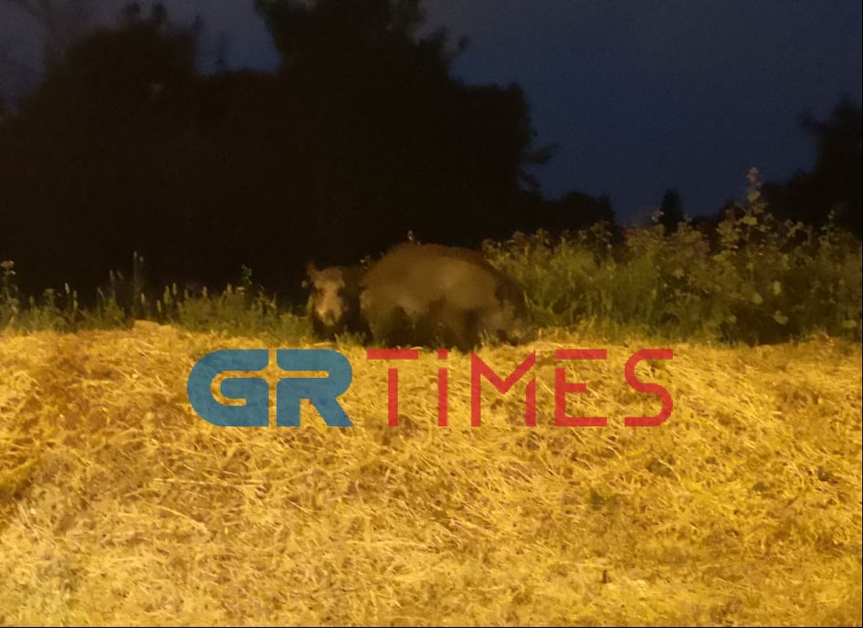 Θεσσαλονίκη: Αγριογούρουνα βολτάρουν στα Κωνσταντινουπολίτικα (VIDEO)