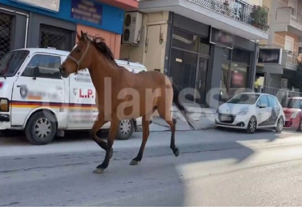 Άλογο έκανε «βόλτες» σε κεντρικούς δρόμους της Λάρισας! (VIDEO)