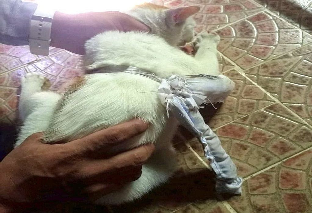 Παναμάς: “Συνελήφθη” γάτος-βαποράκι έξω από φυλακή