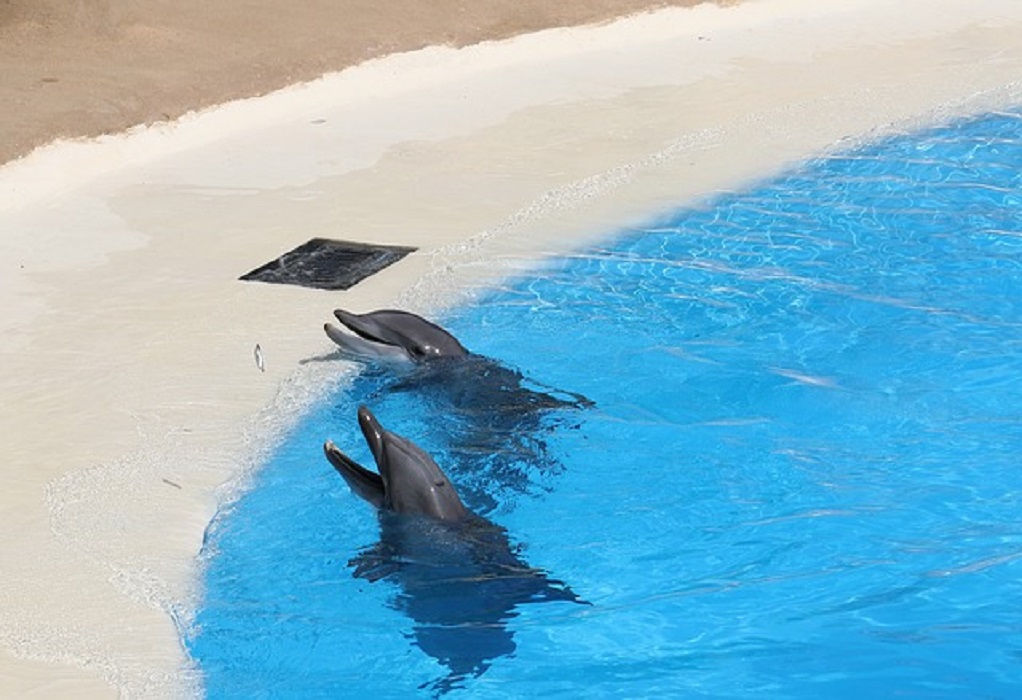 Μήνυση για παραστάσεις δελφινιών στο Αττικό Ζωολογικό Πάρκο