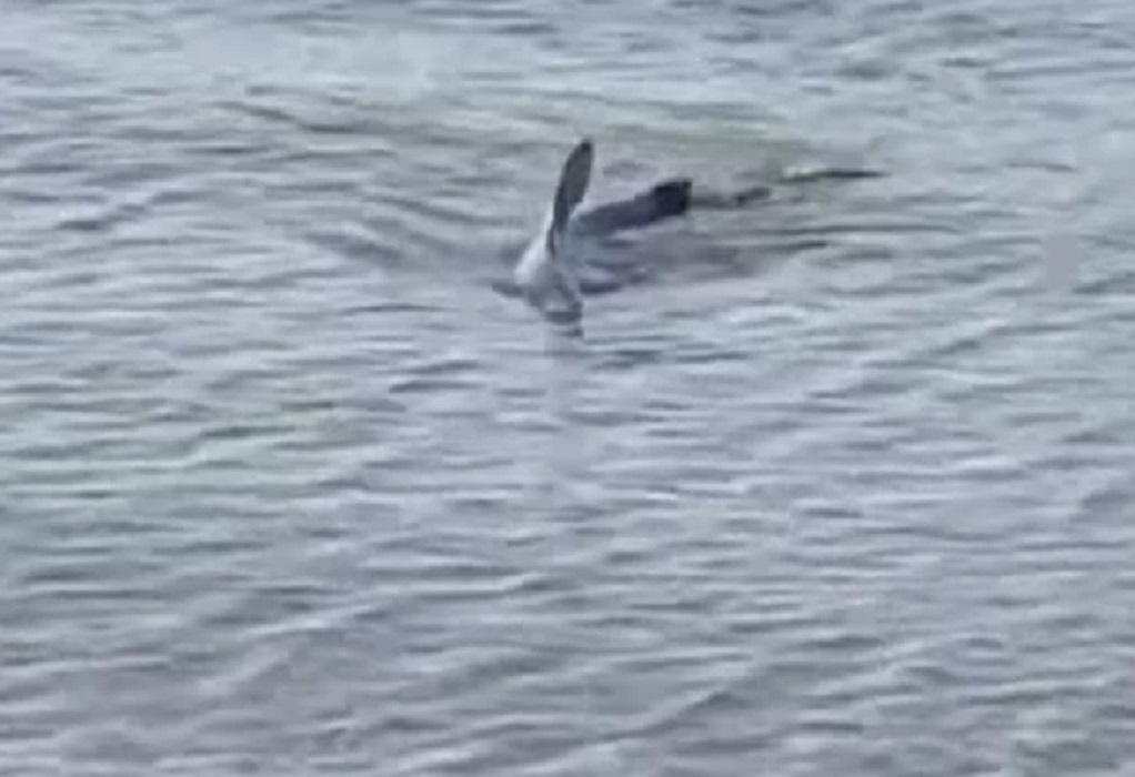 Σπάνιο θέαμα με γαλάζιο καρχαρία σε παραλία του Ναυπλίου (VIDEO)