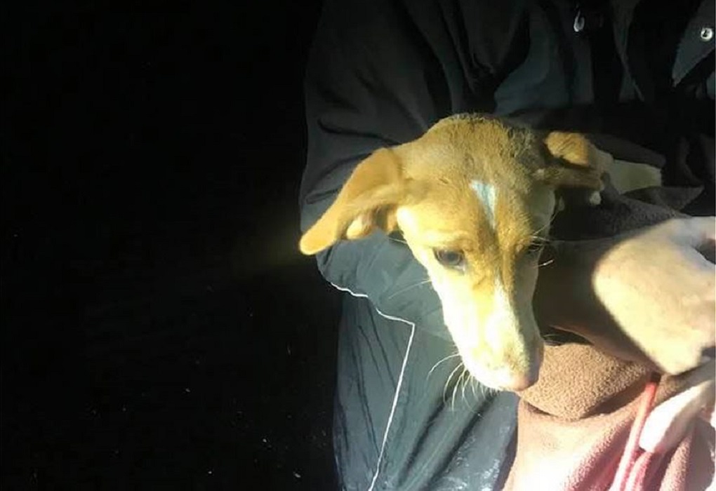 Εορδαία: Έσωσαν σκυλάκι από πηγάδι 13 μέτρων