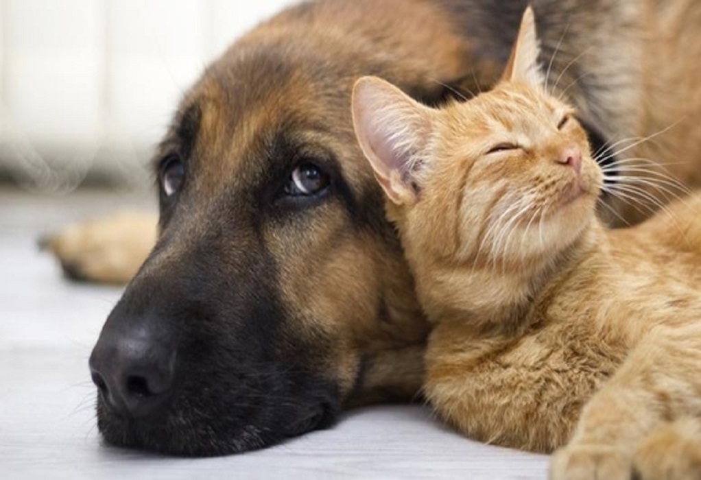Η Νέα Υόρκη απαγορεύει στα pet shop να πωλούν σκύλους, γάτες και κουνέλια