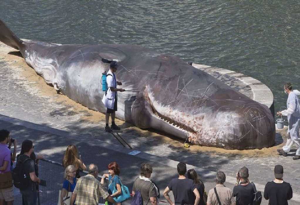 Φάλαινα ξεβράστηκε νεκρή με 16 κιλά πλαστικό στην κοιλιά της