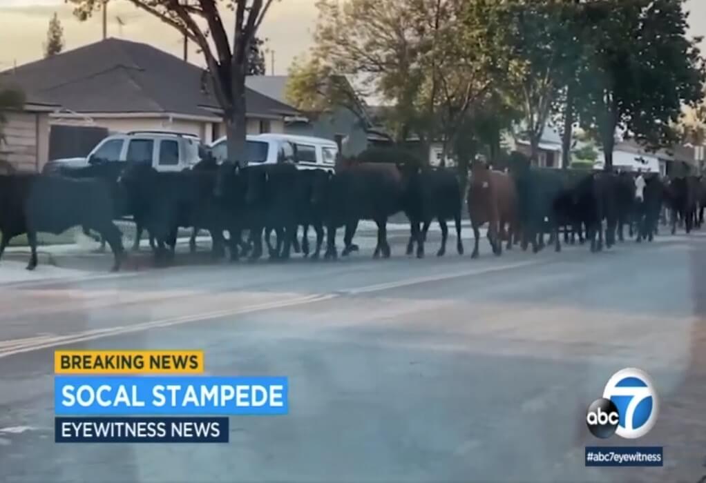 ΗΠΑ: 40 αγελάδες το έσκασαν και περιφέρονταν ανέμελες στο Λος Άντζελες