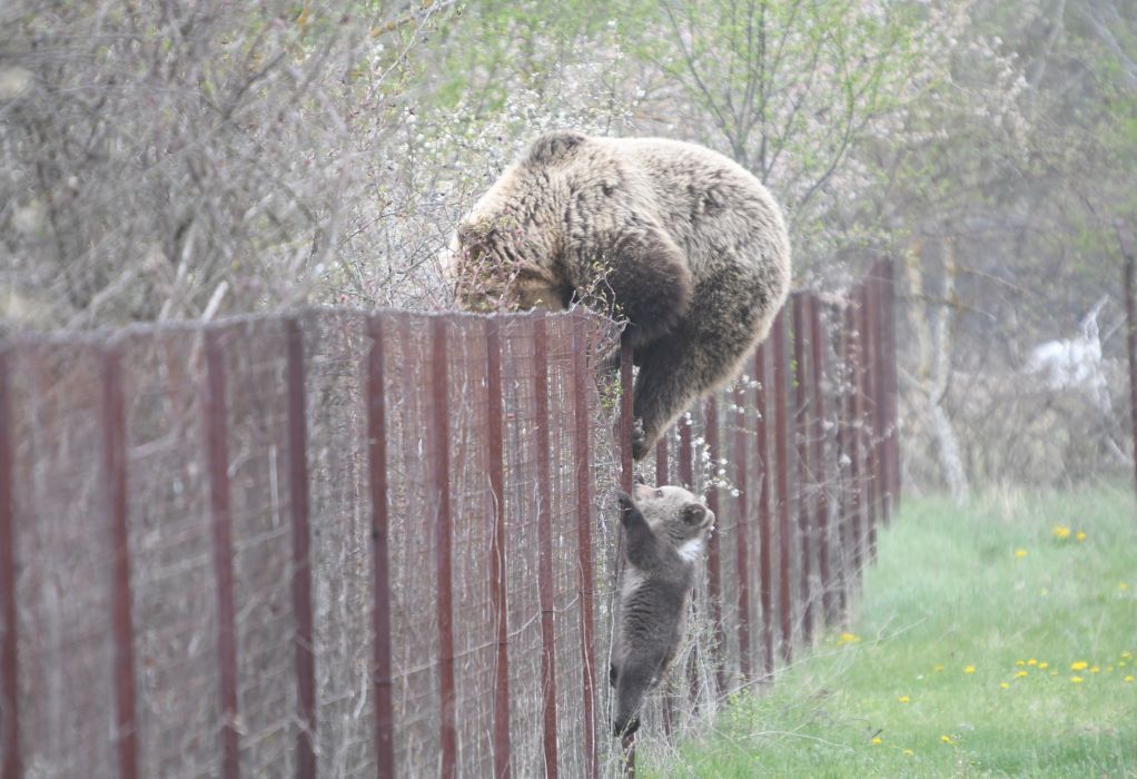 Καστοριά: Αρκούδα σκαρφάλωσε σε φράχτη μαζί με το μωρό της και «έκλεψε» κεράσια