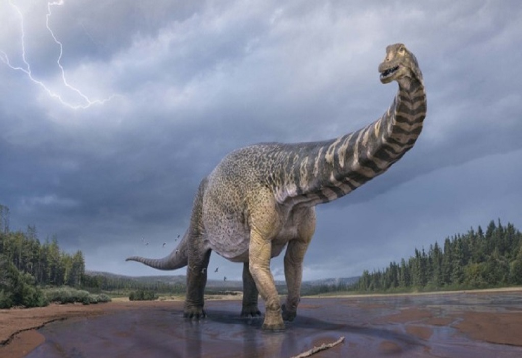 Αυστραλοτιτάν: ο δεινόσαυρος με μήκος ενός γηπέδου μπάσκετ!