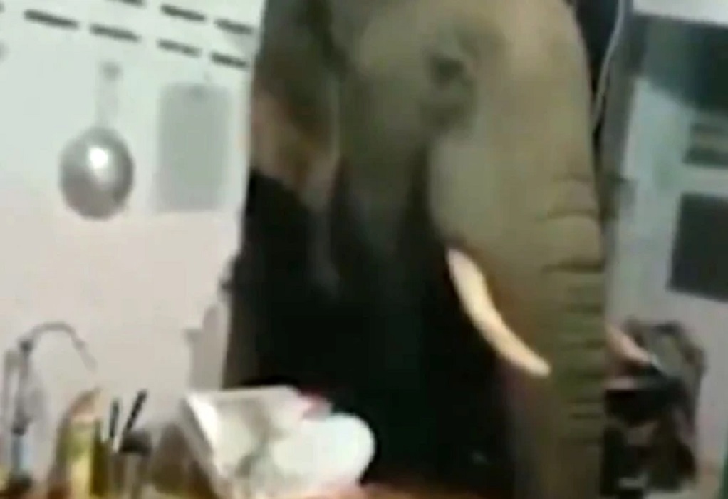 Ελέφαντας γκρεμίζει τοίχο σπιτιού και ψάχνει τα ντουλάπια για φαγητό (VIDEO)