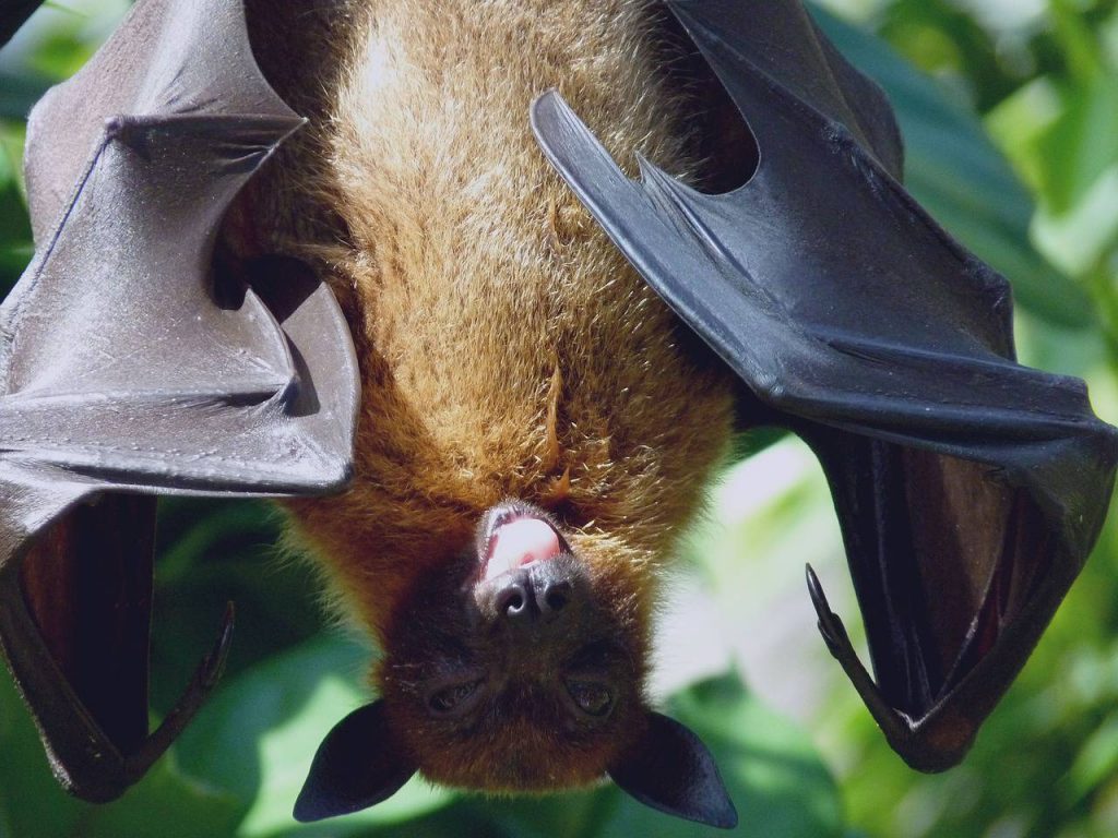 Νέο βίντεο με νυχτερίδες από το εργαστήριο της Ουχάν