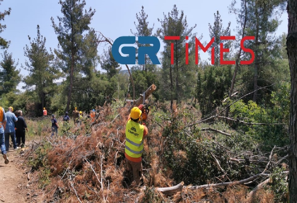 «Κοκτέιλ» εύφλεκτων υλικών απειλεί το Σέιχ Σου: Κόπηκαν 600 άρρωστα δέντρα
