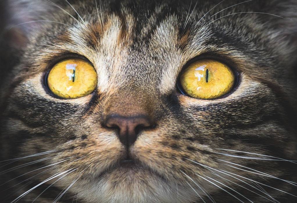Απίστευτη κτηνωδία: 64χρονος τεμάχισε γάτα σε κοινή θέα στη Σαλαμίνα