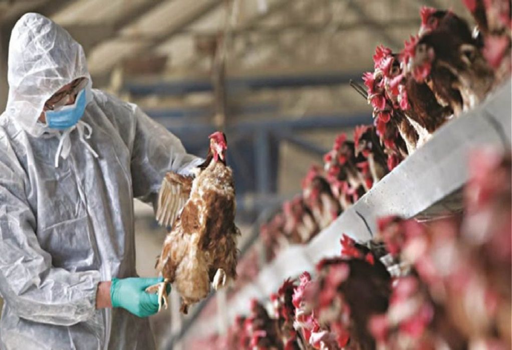 ΗΠΑ: Αγελάδες γαλακτοπαραγωγής βρέθηκαν θετικές στη γρίπη των πτηνών