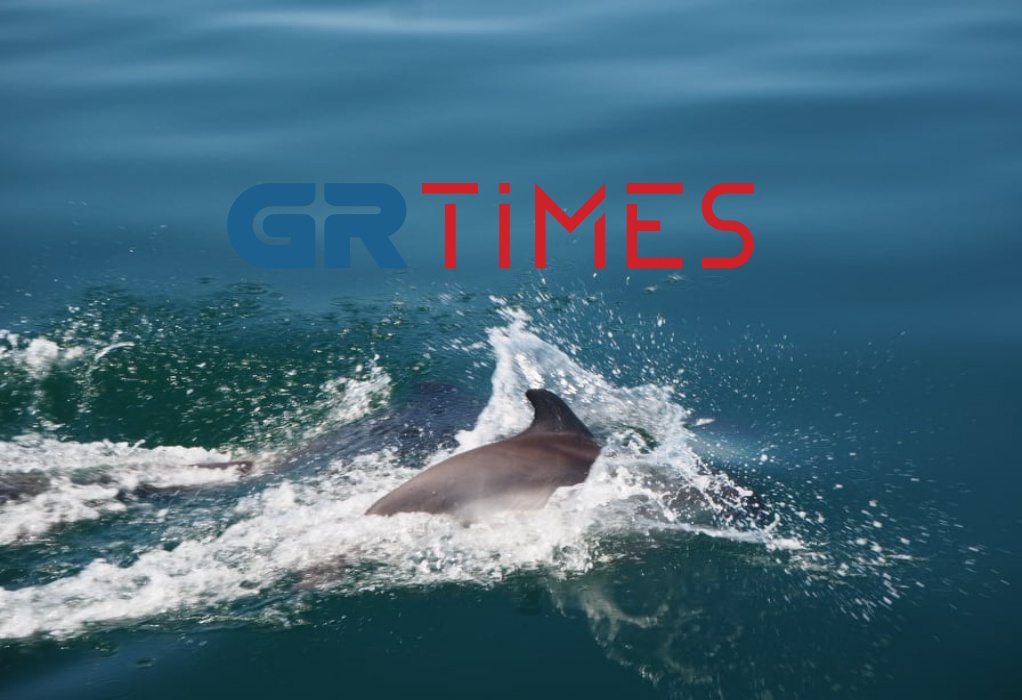 Τα δελφίνια του Αμβρακικού (ΦΩΤΟ-VIDEO)
