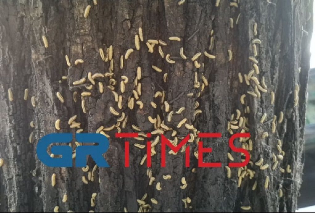 Αμέτρητες οι κάμπιες σε δέντρα της οδού Τσιμισκή (VIDEO)