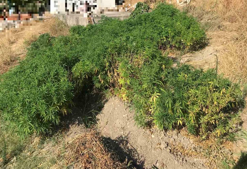 Σάμος: Καλλιεργούσε στην αυλή του 144 δενδρύλλια κάνναβης
