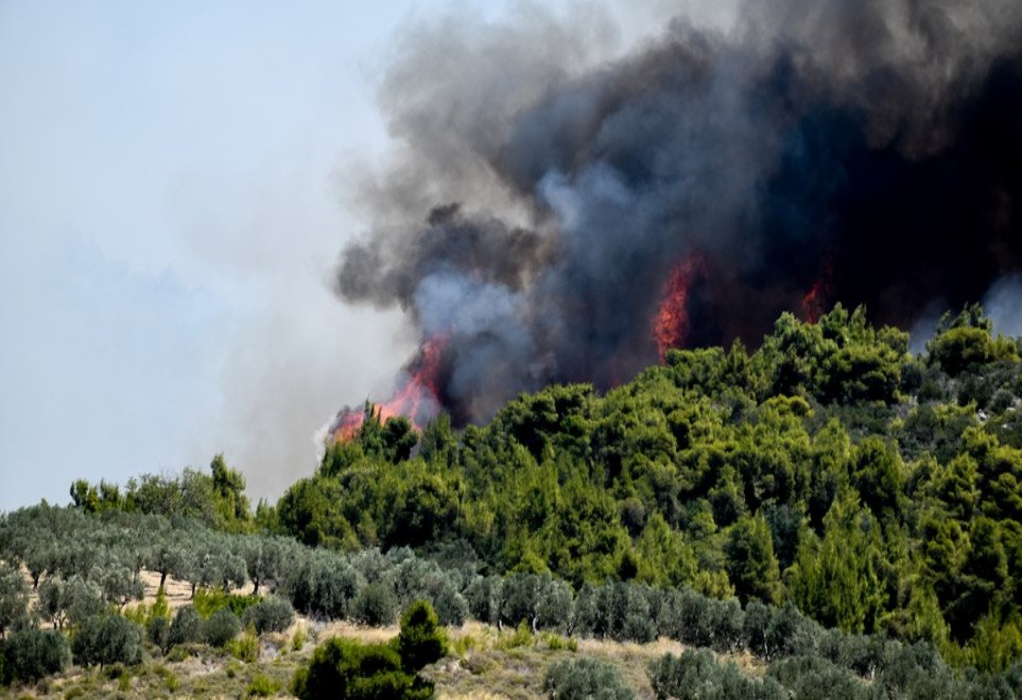 Χαλκιδική: Μεγάλη φωτιά ξέσπασε σε δασική έκταση στη Σιθωνία