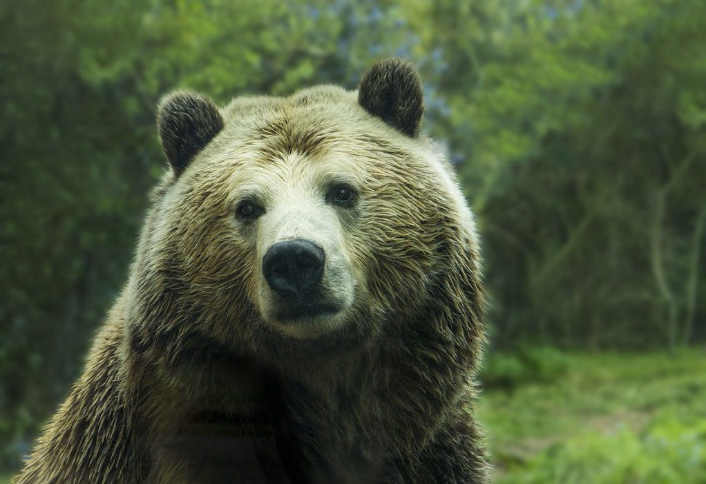 Ζαγόρι: Αρκούδα βγήκε βόλτα τη νύχτα μαζί με τα μικρά της (VIDEO)