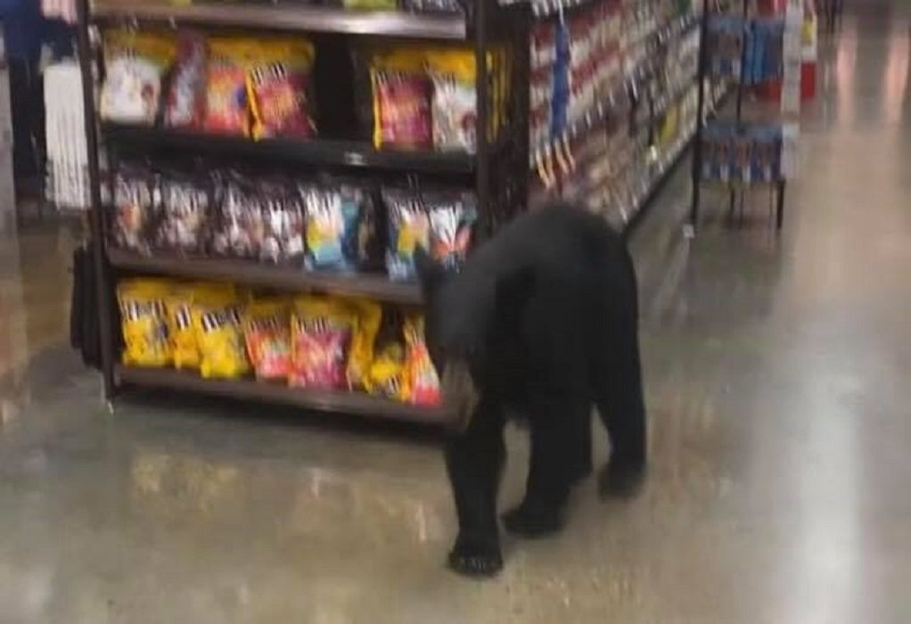 Λος Άντζελες: Αρκουδάκι μπήκε σε σούπερ μάρκετ να «ψωνίσει»