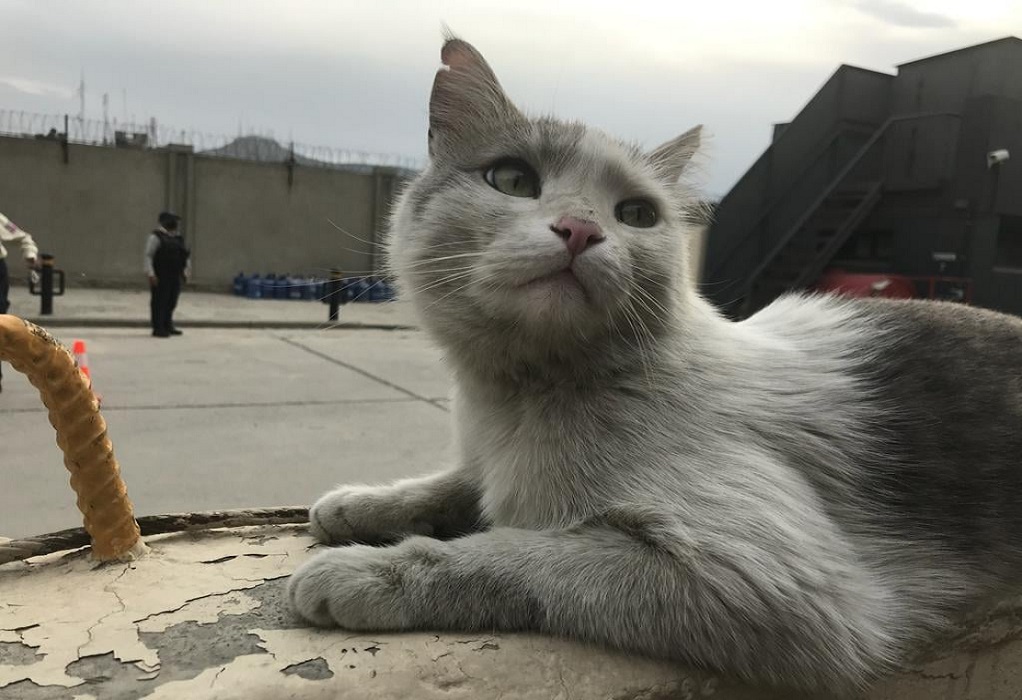 Αφγανιστάν: Απομακρύνονται 200 γάτες και σκύλοι προς τη Βρετανία