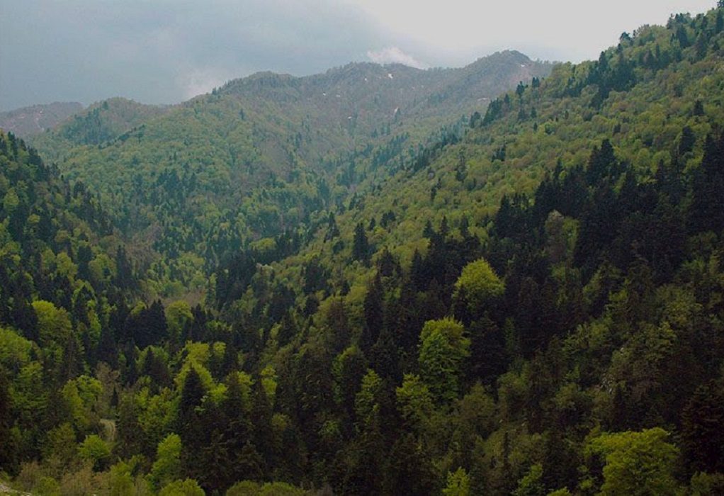 Δασικοί Συνεταιρισμοί: Η σωστή διαχείριση μπορεί να σώσει ένα δάσος