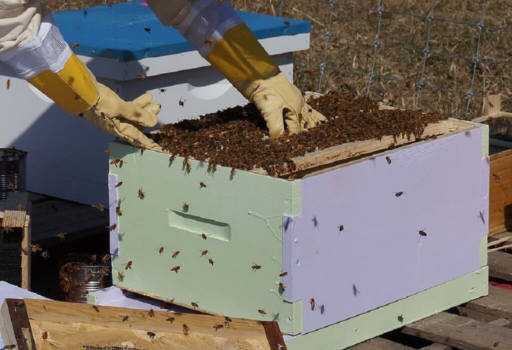 Το πακέτο μέτρων στήριξης μελισσοκόμων στις πυρόπληκτες περιοχές