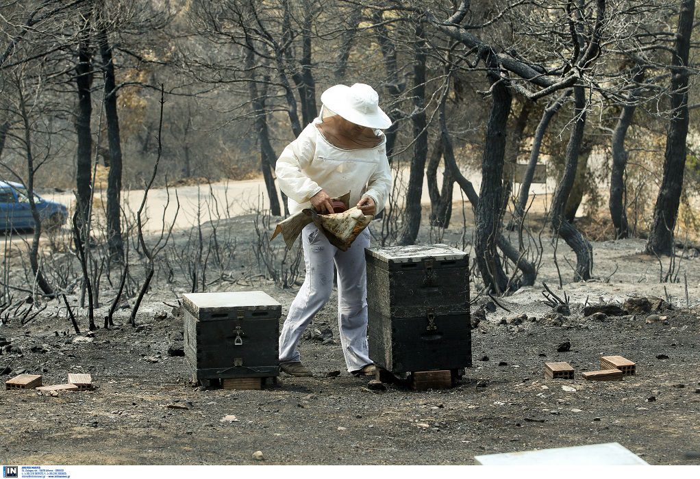 Β. Εύβοια-Φωτιές: Σχεδόν ολική η καταστροφή για τους μελισσοκόμους της χώρας