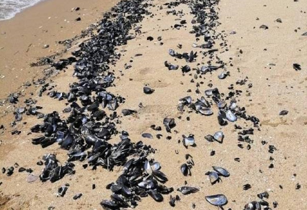 Γιατί παραλίες Καβάλας και Θερμαϊκού γέμισαν νεκρά μύδια