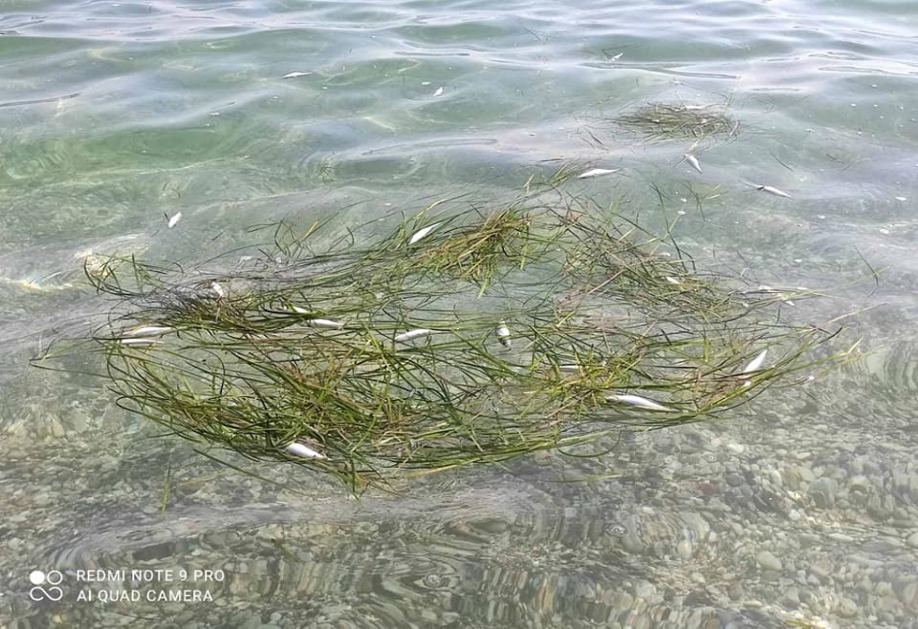 Νεκρά ψάρια ξέβρασε παραλία στην Χαλκιδική – Ίδιο φαινόμενο με μύδια στην Καβάλα 