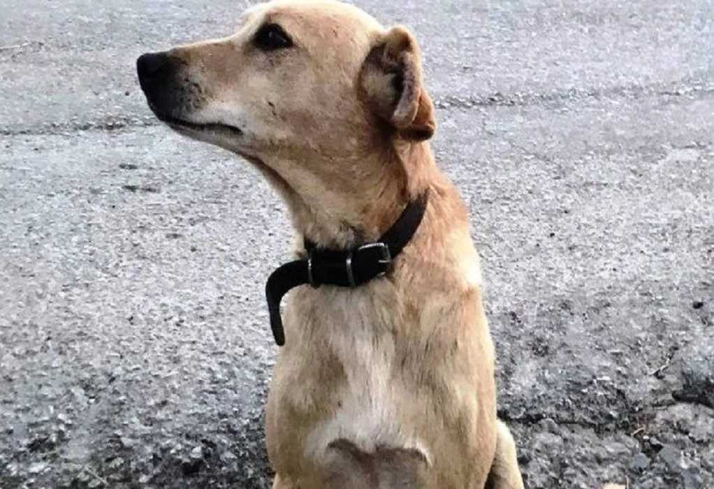 Ζάκυνθος: Δύο προσαγωγές για τον θανάσιμο πυροβολισμό σε σκύλο στο Μουζάκι