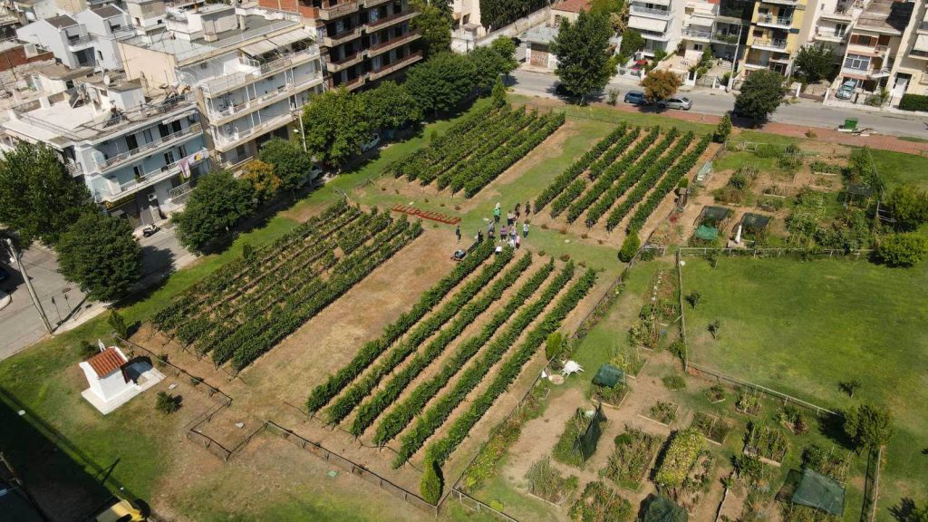 Δ. Θεσσαλονίκης: Τρύγος για τις λευκές ποικιλίες του αστικού αμπελώνα – Διπλάσια η φετινή παραγωγή