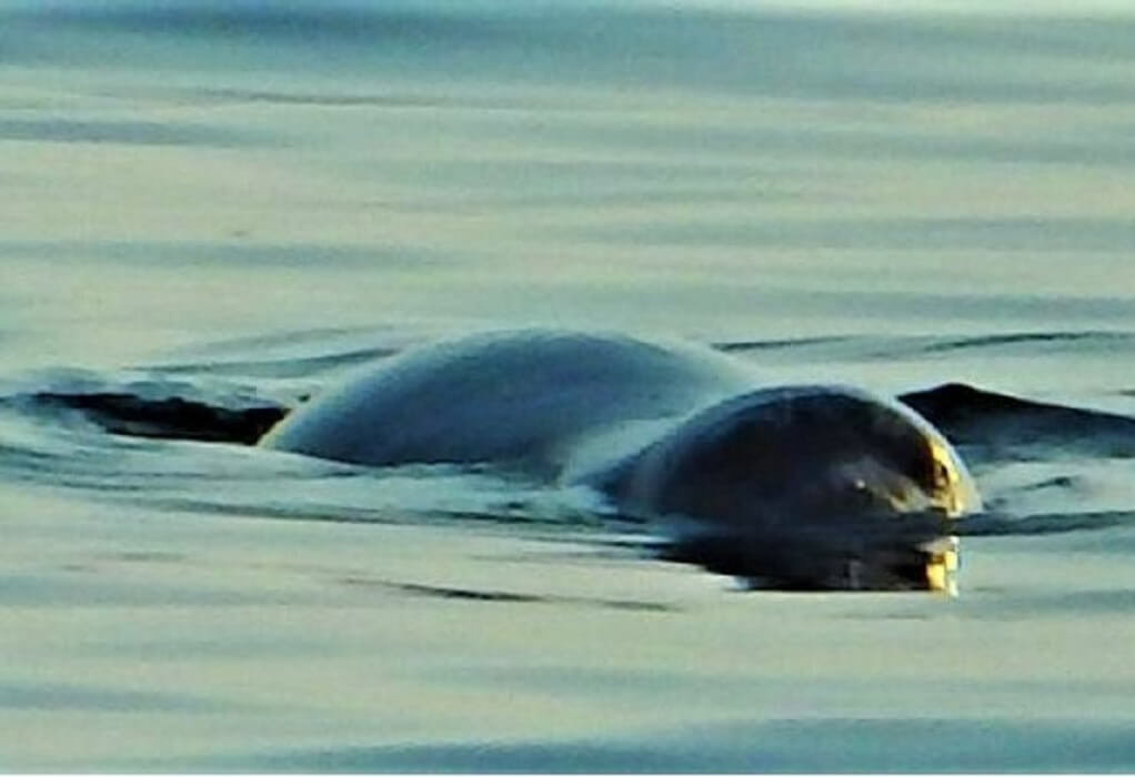 Θάσος: Εντυπωσιακές φωτογραφίες με την φώκια “μασκότ” που κολυμπάει σε παραλία