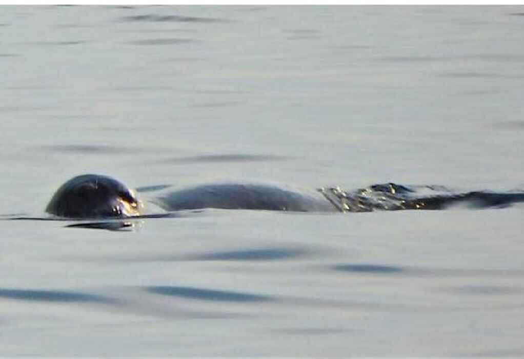 Γρίπη των πτηνών: Πάνω από 900 φώκιες και θαλάσσιοι λέοντες πέθαναν από τη νόσο στη Βραζιλία