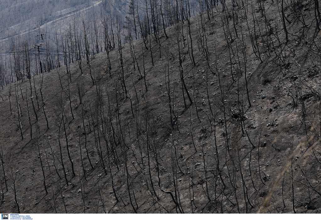 Εύβοια: Το 1/3 των δασών έγινε στάχτη κατά την μεγάλη φωτιά