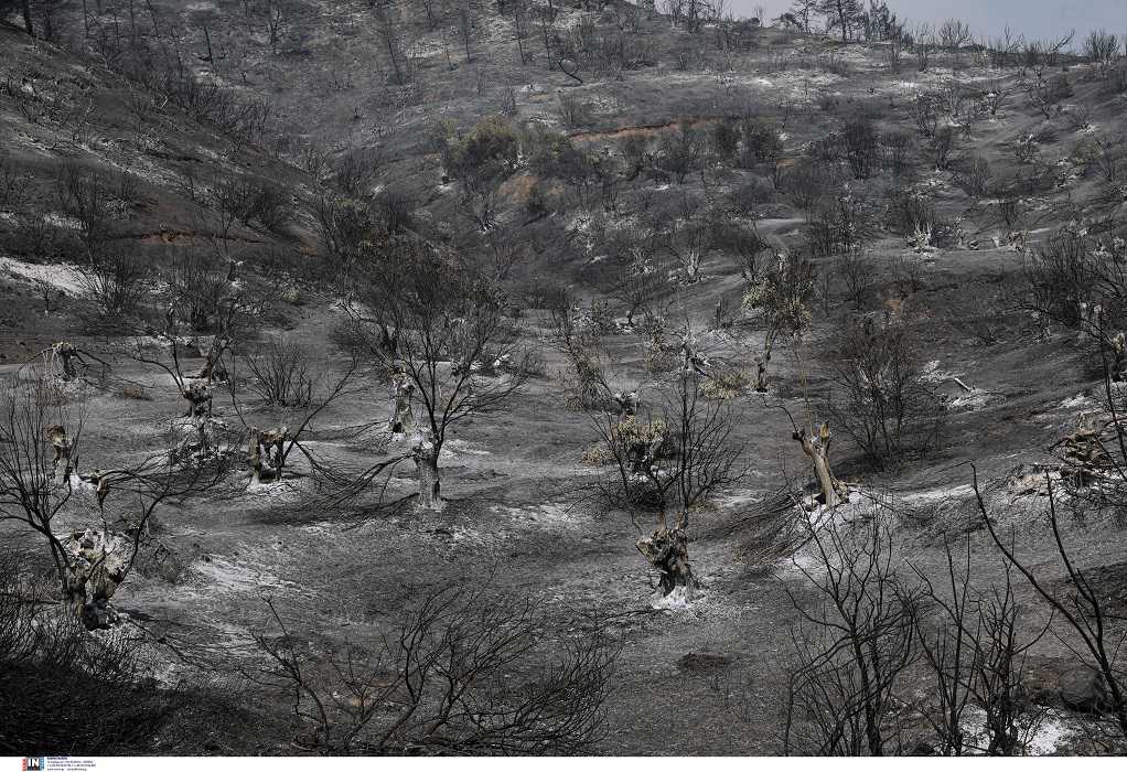 Φωτιές: Στάχτη πάνω από 650.000 στρέμματα σε Εύβοια, Αττική, Λακωνία
