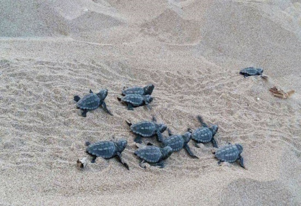 Νεογέννητα χελωνάκια στο Πόρτο Ράφτη- Η πορεία “μετ’ εμποδίων” προς τη θάλασσα (VIDEO)