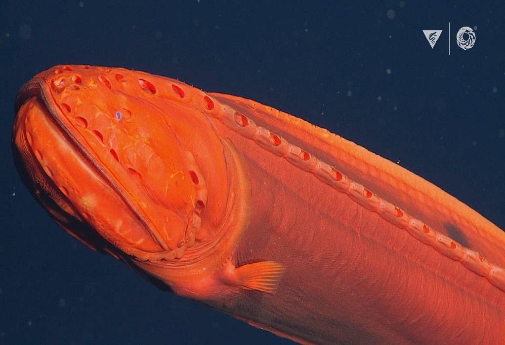 Καλιφόρνια: Εντοπίστηκε σπάνιο ψάρι που αλλάζει μορφή