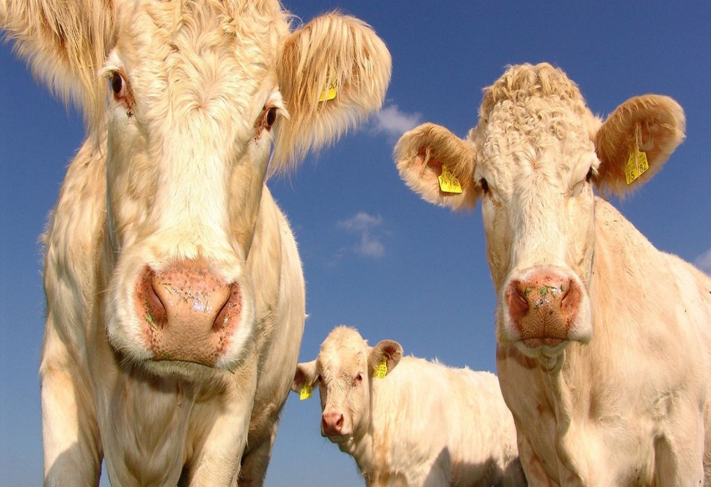 Νέα Ζηλανδία: Επιστήμονες εκπαίδευσαν αγελάδες να πηγαίνουν στην τουαλέτα για το φαινόμενο του θερμοκηπίου