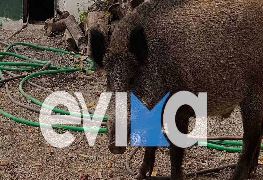 Εύβοια: Αγριογούρουνο έψαχνε για τροφή και εισέβαλε σε ταβέρνα (VIDEO)