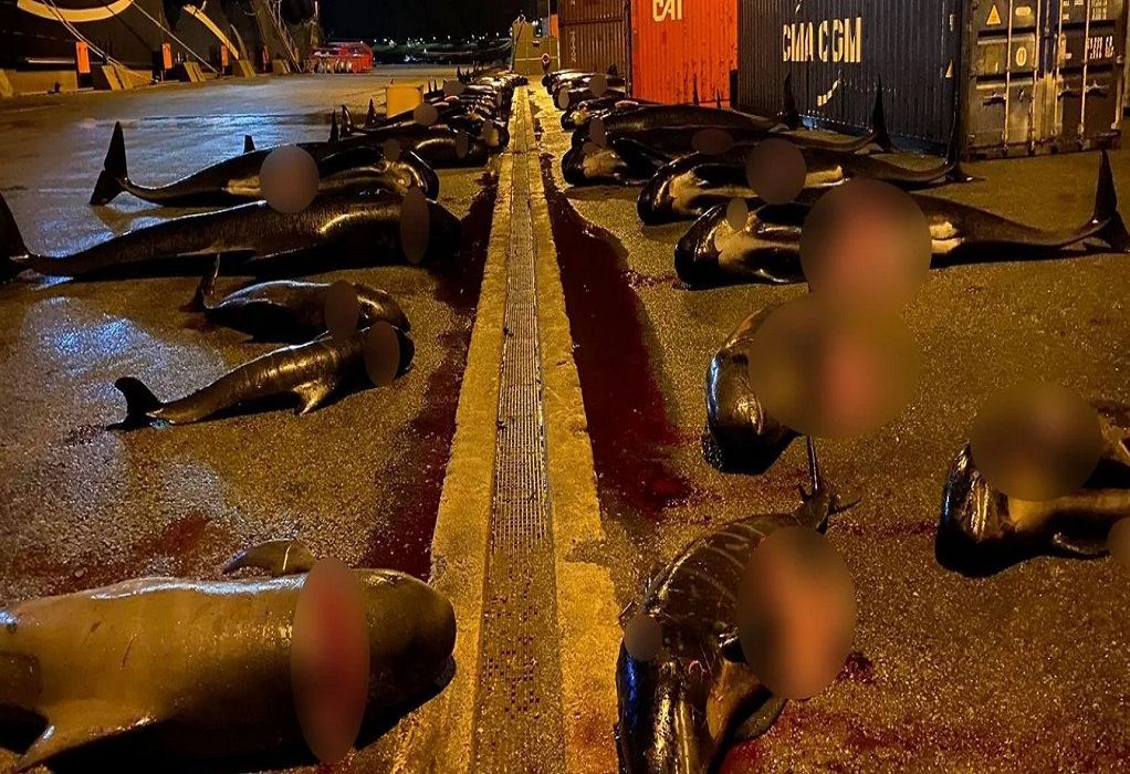 Νέα κτηνωδία στα Νησιά Φερόε: Σφαγιάστηκαν ακόμα 52 δελφίνια