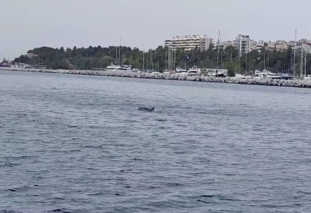 Θεσσαλονίκη: Δελφίνια “παίζουν” μια ανάσα από την ακτή (VIDEO)