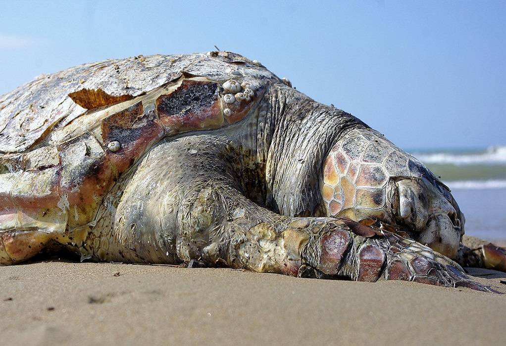 Θεσσαλονίκη: Νεκρή χελώνα καρέτα – καρέτα σε παραλία της Αγίας Τριάδας