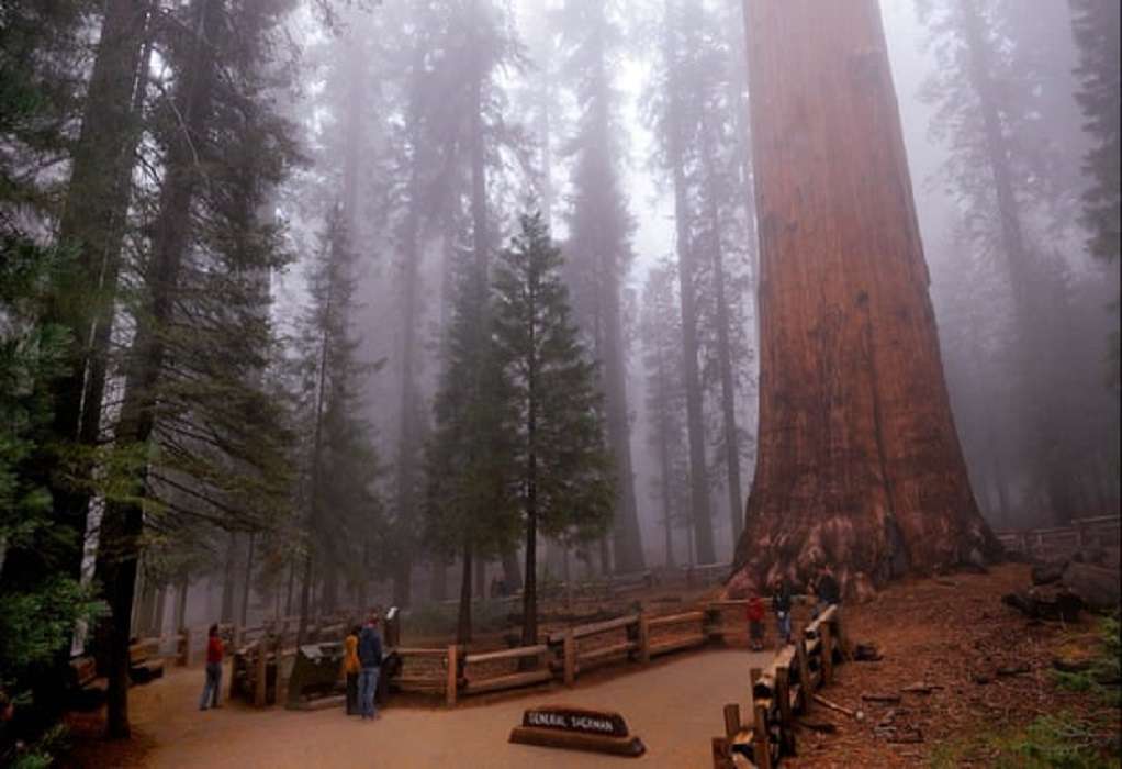 Καλιφόρνια-Πυρκαγιές: Καλύπτουν με φύλλα αλουμινίου μεγάλα δέντρα για να τα προστατεύσουν