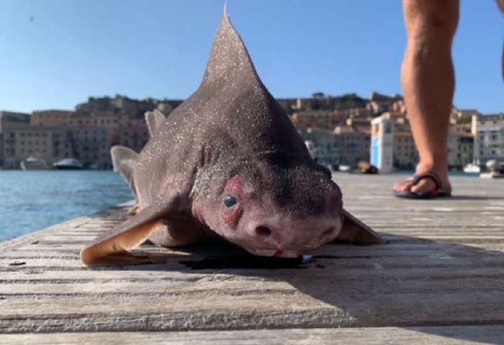 Ιταλία: Καρχαρίας με «πρόσωπο γουρουνιού» βρέθηκε σε δίχτυα (ΦΩΤΟ)