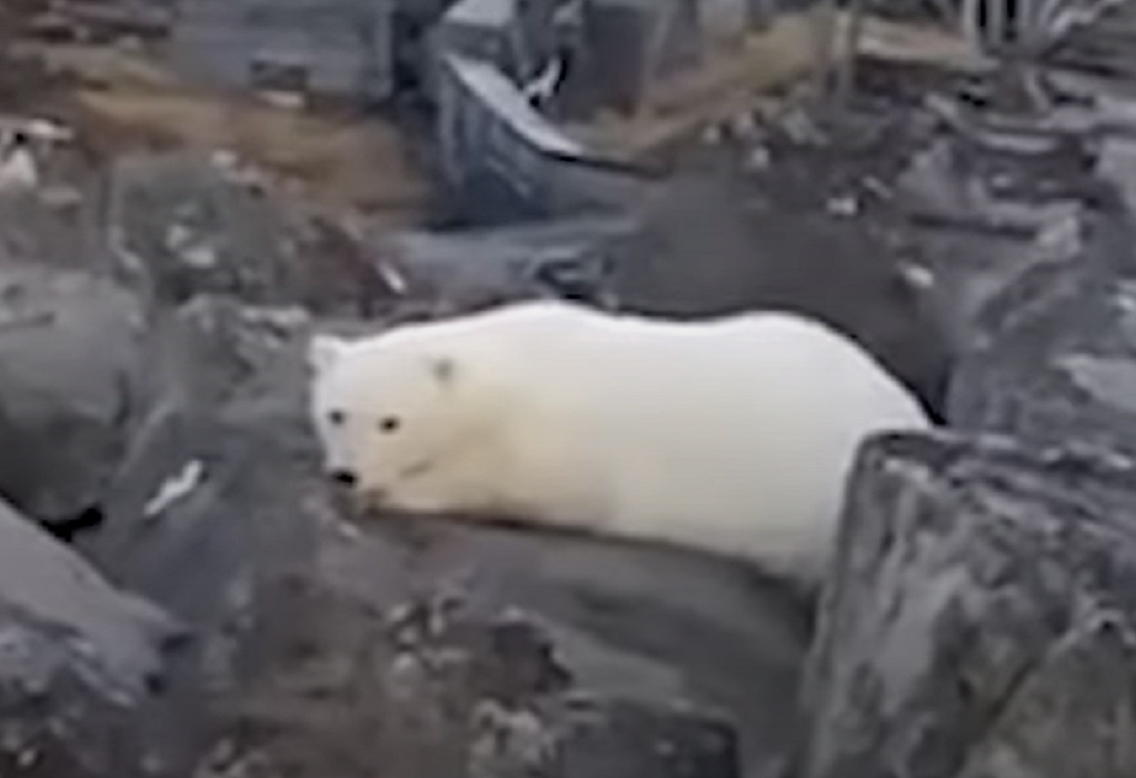 Ρωσία: Ορφανό λευκό αρκουδάκι πλησίασε κατοικημένη περιοχή (VIDEO)