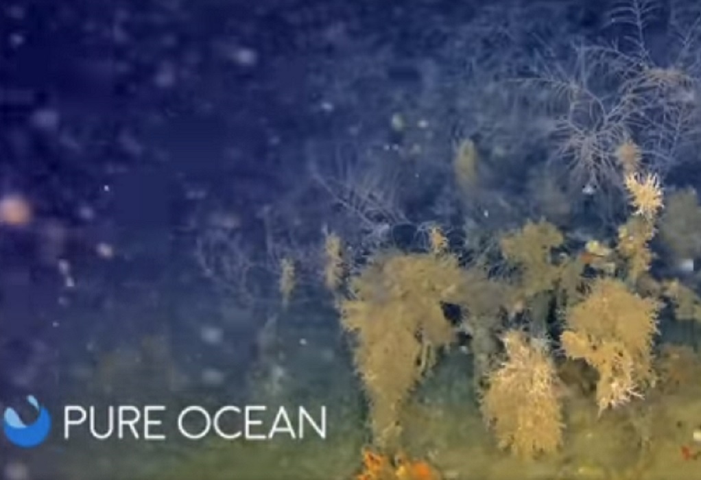 Ινστιτούτο “Αρχιπέλαγος”: Ανακαλύφθηκαν δάση μαύρου κοραλλιού στο Αιγαίο (VIDEO)