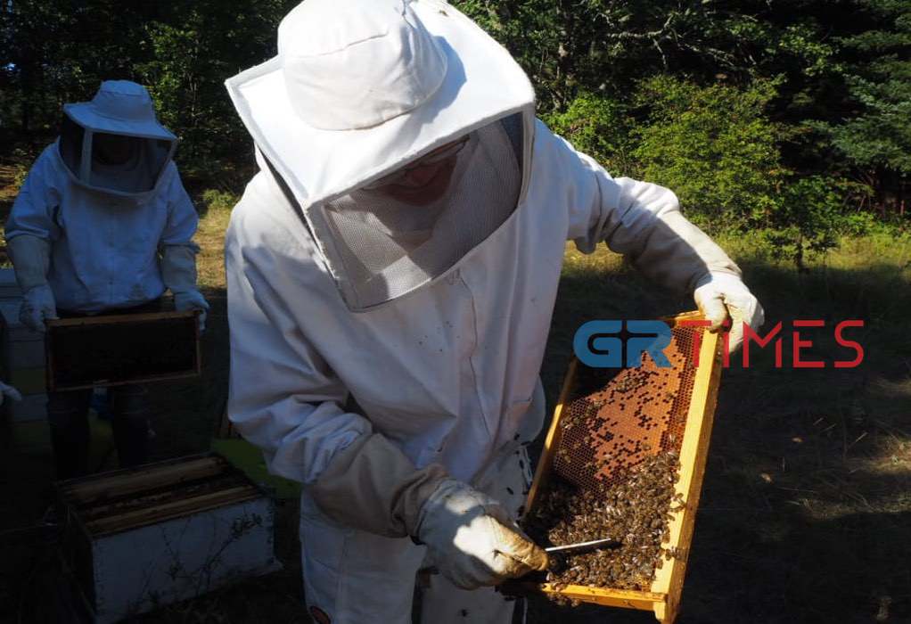 Ελληνικό μέλι: Ποια χώρα το “καταβροχθίζει” – Πάνω από 6,3 εκατ. κιλά εξάγονται το χρόνο