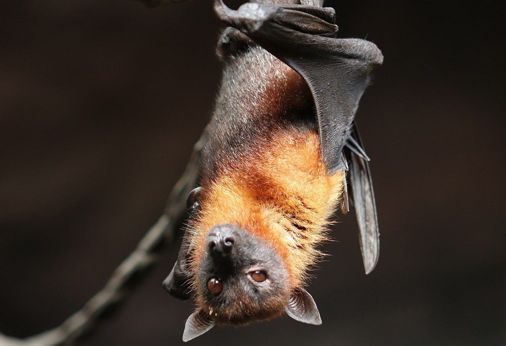 Ανακαλύφθηκαν νυχτερίδες με κορωνοϊούς γενετικά παρόμοιους με τον SARS-CoV-2, ικανούς να μολύνουν τους ανθρώπους