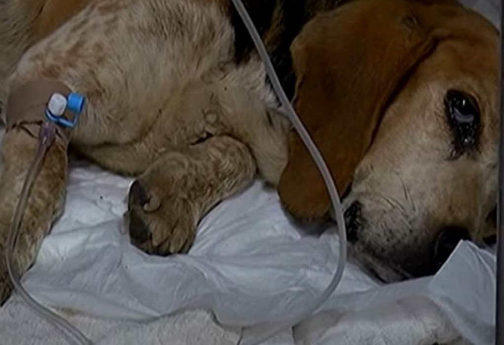 Σοκ στην Κρήτη: Πέταξαν σκυλίτσα με όγκο σε φαράγγι