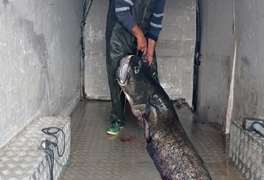 Κοζάνη: Γουλιανός – “μαμούθ” βάρους 123 κιλών στα δίχτυα ψαρά (ΦΩΤΟ)