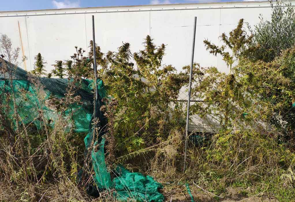 Χαλκιδική: Χειροπέδες σε δύο αδέλφια – Καλλιεργούσαν δενδρύλλια κάνναβης σε αγρόκτημα